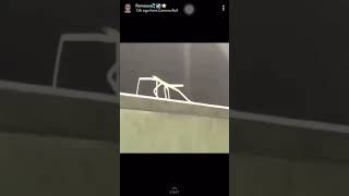 Stick Insect Dancing