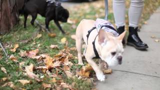 Dog Pack - Harness & Backpack For Stylish Pups