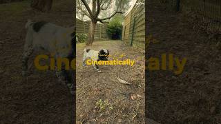 Cinematically Vénus
