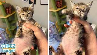Chonky Cat Gets Hilarious Meme Treatment I Can Has Cheezburger?