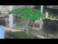 brazilian raintree