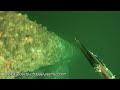 vidéos chasse sous marine hd