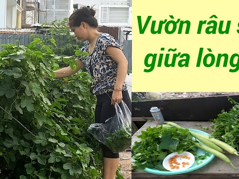 Vườn Rau Sạch Giữa Lòng Sài Gòn