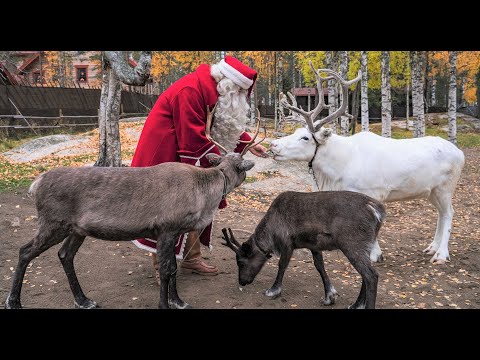 Autumn of Santa Claus & reindeer in Lapland