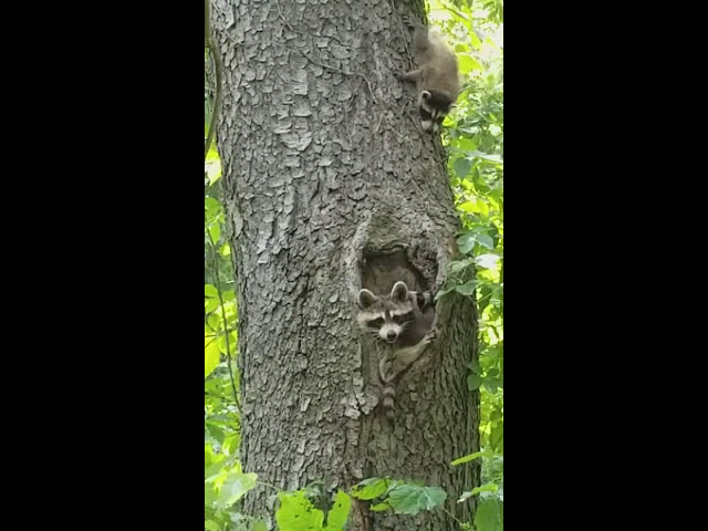 Bratty Baby Raccoon - Video