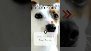Jack Russell Terriers High Prey Drive