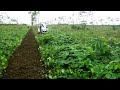 cultivo de caucho