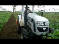 cultivo de caucho