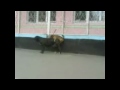 Big Dog Little Dog