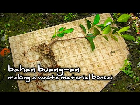 13 [ Bonsai diary ] make bonsai waste material