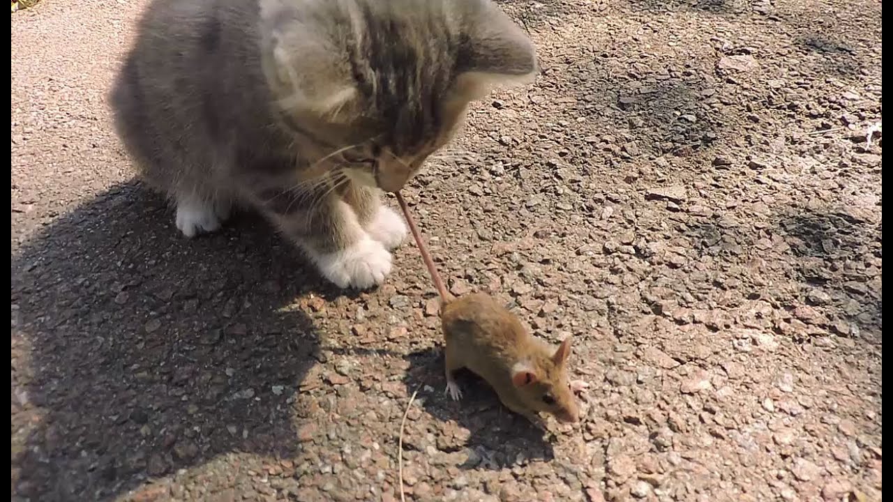 Порно Поймали Мышь