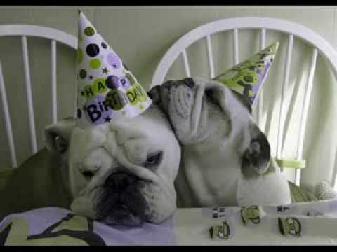 bulldog birthday happy wishes dog bulldogs puppies dogs