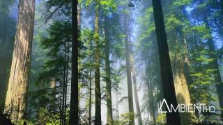 Watch Carbon Based Lifeforms Photosynthesis video