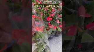 Rare Imported Anthurium Plant Online Shopping