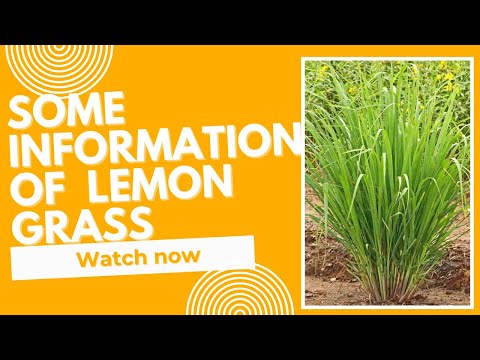 Lemongrass is a very useful plant #vandanacreator #plant #gardening Lemongrass is a very useful plant #vandanacreator #plant #gardening