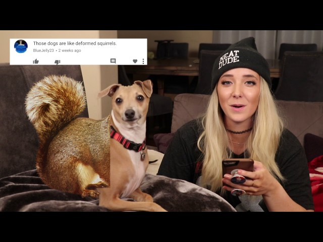 The Dogs Of The Internet Have To Suffer Through Mean Comments Too - Video
