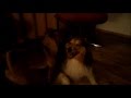Cane in calore viene molestato .. Parte 2