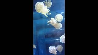 L'aquarium de Tokyo, au Japon - Vidéo 1