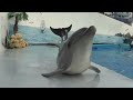 Ukrainian dolphin crawls on his belly