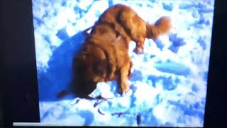 The Call Of The Wild 1976 Buck Vs Spitz
