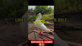Merpati Gambir Bule