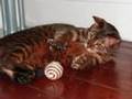 RIP Bilbo (Bengal Cat)