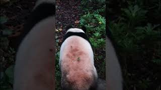Omg Unbelievably Close Giant Panda Crosses Right In Front Of Me