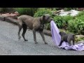 Cane Corso Puppies for Sale