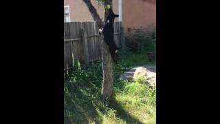 Jagd Terrier Jump