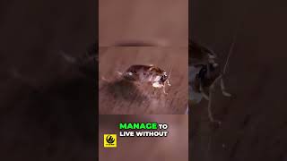The Amazing Survival Secrets Of Roaches Revealed