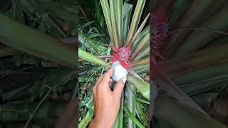 Hewan Pemakan Buah