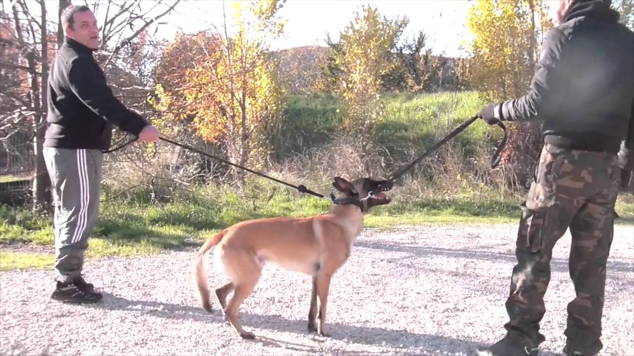 ULTRA DANGEREUX EDUQUER UN CHIEN AGRESSIF - YouTube ULTRA DANGEREUX EDUQUER UN CHIEN AGRESSIF - YouTube