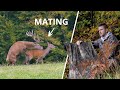 I've never filmed the Red deer mating before | Wildlife Photography