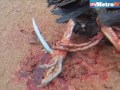 Kaki Sabung Ayam Bertempiaran Lari images Kaki Sabung Ayam Bertempiaran Lari