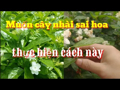 Cách làm hoa nhài ra nhiều hoa quanh năm, cách chăm sóc cây hoa nhài ra nhiều hoa