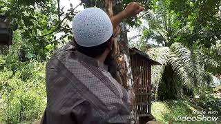 GAHARU 19 HARI