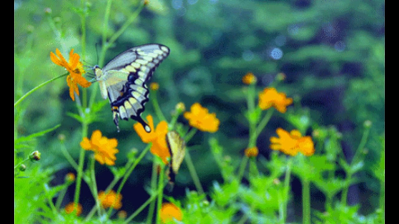 Нежная милашка снимает трусики с бабочками в лесу