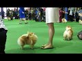 pomeranians