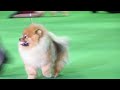 pomeranians