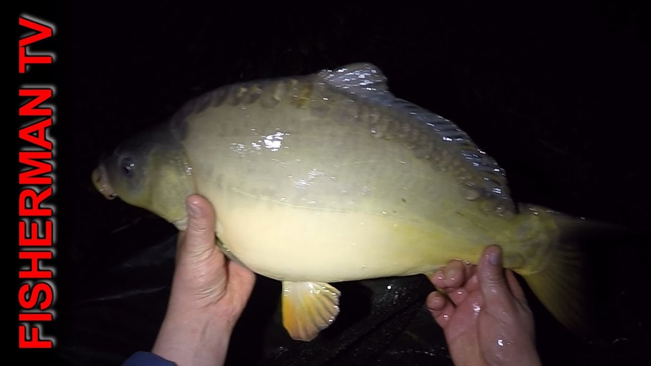ловля карпа на бойлы подводное видео ловля карпа на бойлы подводное видео