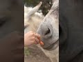 how to feed a donkey/horse 🥕 🐴 #shorts #animalsanctuary
