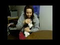 cute cat