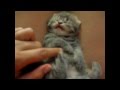 Epic cat videos! Cute, funny and scary kitten all in one!