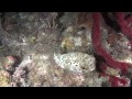 Dry Tortugas Diving September 2012