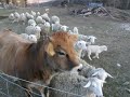 Ovce in krava - Krava, čuvaj ovc
