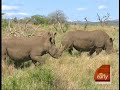 Rescuing Endangered Species