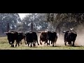 view Los Toros