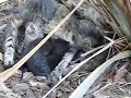 Multiple Mama Cats Having Babies Together