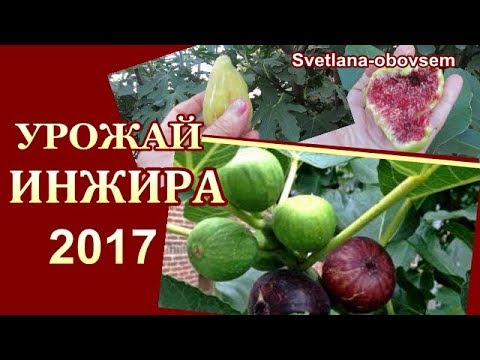 Собрать семена дыни для посадки Собрать семена дыни для посадки