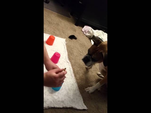 Dog Is Hilariously Bad At Find The Snack Under The Cup Game - Video